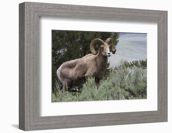 Rocky Mountain Bighorn Sheep Ram-Ken Archer-Framed Photographic Print