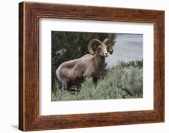 Rocky Mountain Bighorn Sheep Ram-Ken Archer-Framed Photographic Print