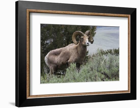 Rocky Mountain Bighorn Sheep Ram-Ken Archer-Framed Photographic Print