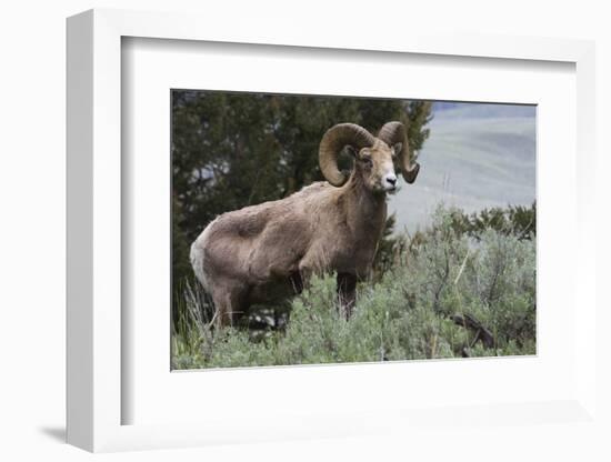 Rocky Mountain Bighorn Sheep Ram-Ken Archer-Framed Photographic Print