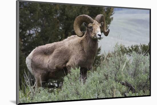 Rocky Mountain Bighorn Sheep Ram-Ken Archer-Mounted Photographic Print