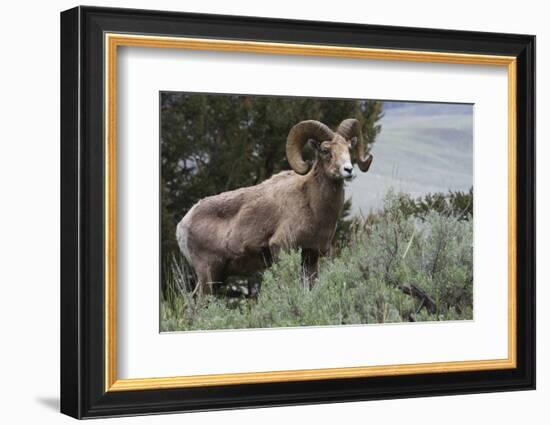 Rocky Mountain Bighorn Sheep Ram-Ken Archer-Framed Photographic Print