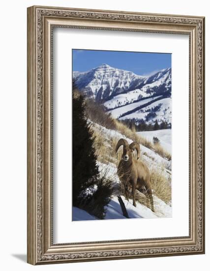 Rocky Mountain Bighorn Sheep Ram-Ken Archer-Framed Photographic Print