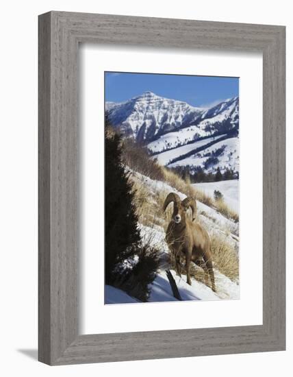 Rocky Mountain Bighorn Sheep Ram-Ken Archer-Framed Photographic Print