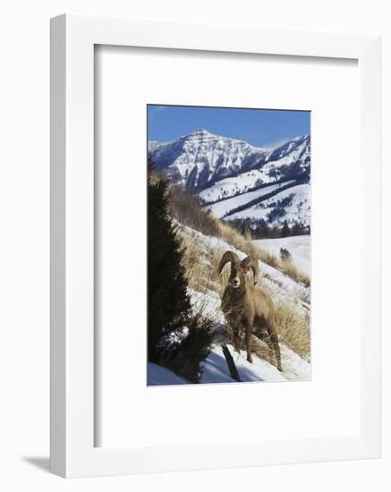 Rocky Mountain Bighorn Sheep Ram-Ken Archer-Framed Photographic Print