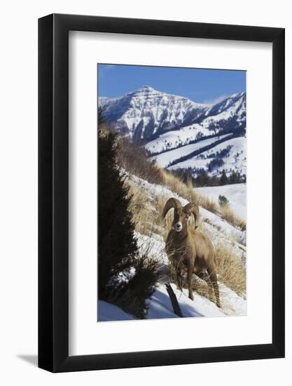 Rocky Mountain Bighorn Sheep Ram-Ken Archer-Framed Photographic Print