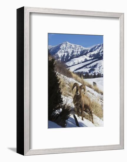 Rocky Mountain Bighorn Sheep Ram-Ken Archer-Framed Photographic Print