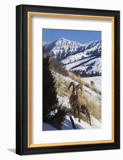 Rocky Mountain Bighorn Sheep Ram-Ken Archer-Framed Photographic Print