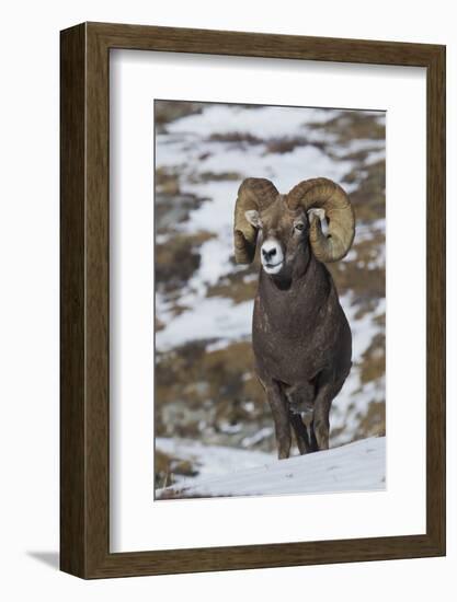 Rocky Mountain Bighorn Sheep Ram-Ken Archer-Framed Photographic Print