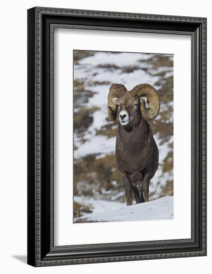 Rocky Mountain Bighorn Sheep Ram-Ken Archer-Framed Photographic Print