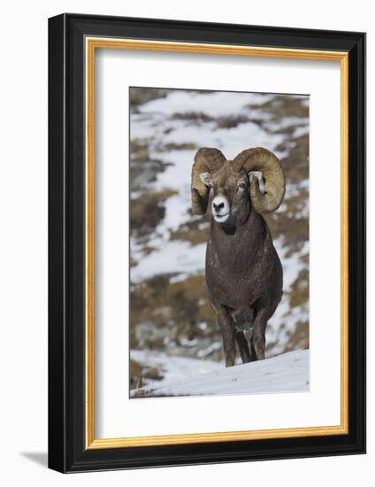 Rocky Mountain Bighorn Sheep Ram-Ken Archer-Framed Photographic Print