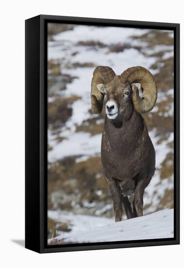 Rocky Mountain Bighorn Sheep Ram-Ken Archer-Framed Premier Image Canvas