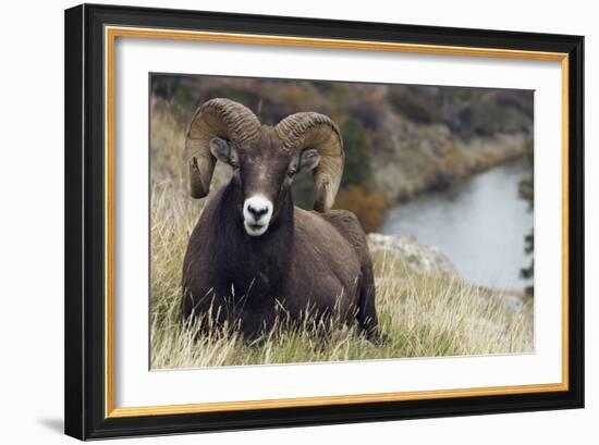 Rocky Mountain Bighorn Sheep Ram-Ken Archer-Framed Photographic Print