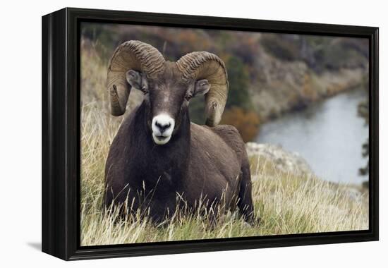 Rocky Mountain Bighorn Sheep Ram-Ken Archer-Framed Premier Image Canvas