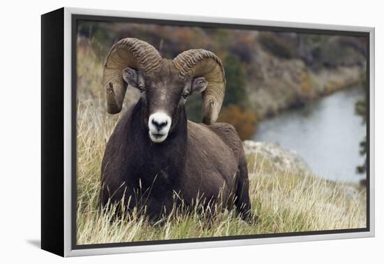 Rocky Mountain Bighorn Sheep Ram-Ken Archer-Framed Premier Image Canvas