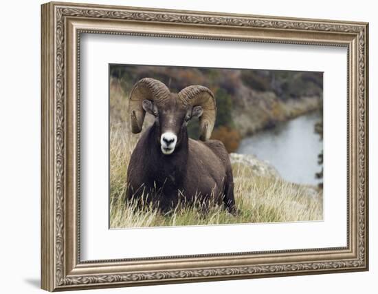 Rocky Mountain Bighorn Sheep Ram-Ken Archer-Framed Photographic Print