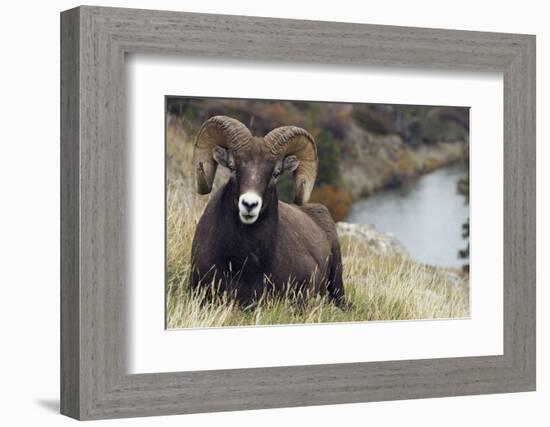 Rocky Mountain Bighorn Sheep Ram-Ken Archer-Framed Photographic Print