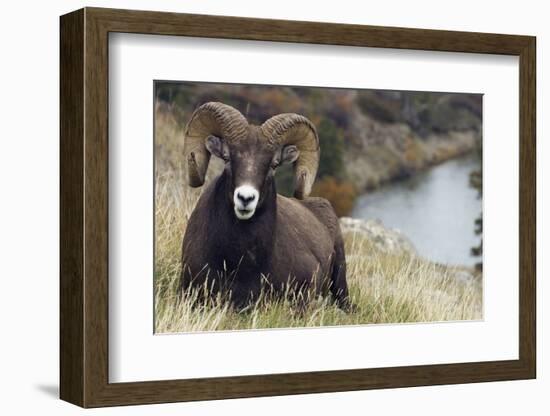 Rocky Mountain Bighorn Sheep Ram-Ken Archer-Framed Photographic Print