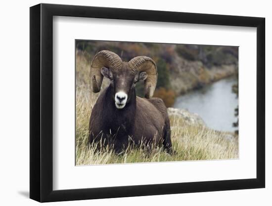 Rocky Mountain Bighorn Sheep Ram-Ken Archer-Framed Photographic Print