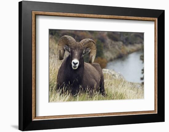 Rocky Mountain Bighorn Sheep Ram-Ken Archer-Framed Photographic Print