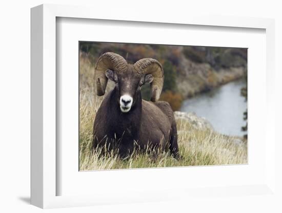 Rocky Mountain Bighorn Sheep Ram-Ken Archer-Framed Photographic Print