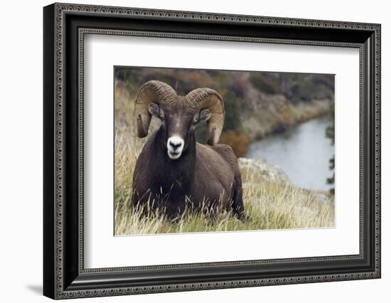 Rocky Mountain Bighorn Sheep Ram-Ken Archer-Framed Photographic Print