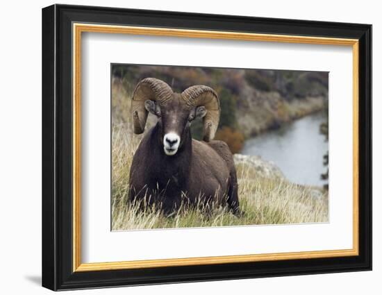 Rocky Mountain Bighorn Sheep Ram-Ken Archer-Framed Photographic Print