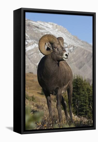 Rocky Mountain Bighorn sheep ram-Ken Archer-Framed Premier Image Canvas