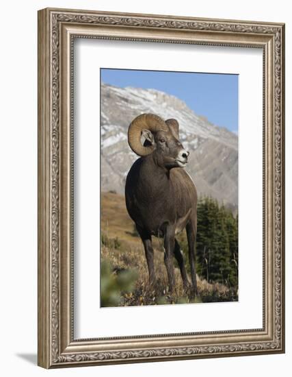 Rocky Mountain Bighorn sheep ram-Ken Archer-Framed Photographic Print