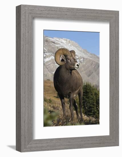 Rocky Mountain Bighorn sheep ram-Ken Archer-Framed Photographic Print