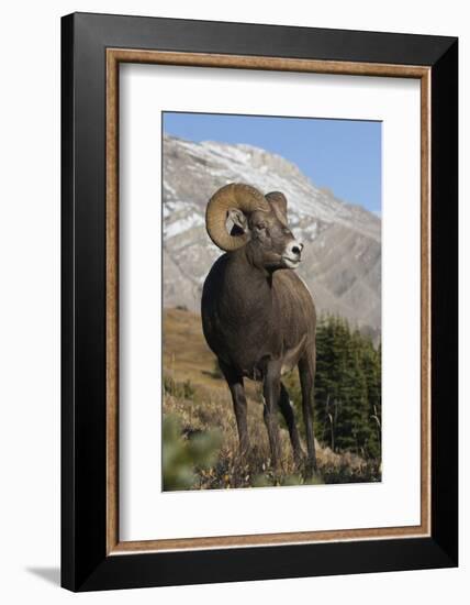 Rocky Mountain Bighorn sheep ram-Ken Archer-Framed Photographic Print