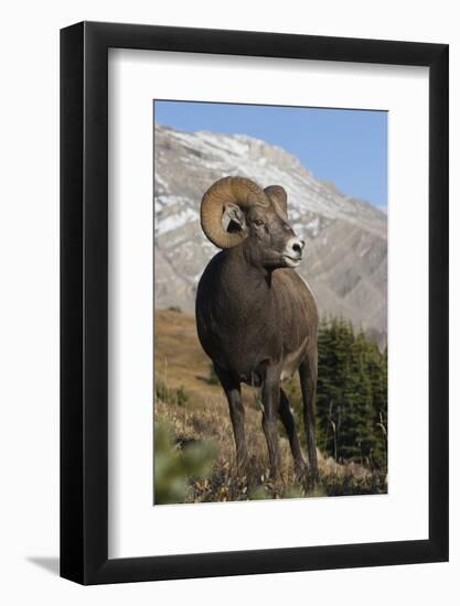 Rocky Mountain Bighorn sheep ram-Ken Archer-Framed Photographic Print