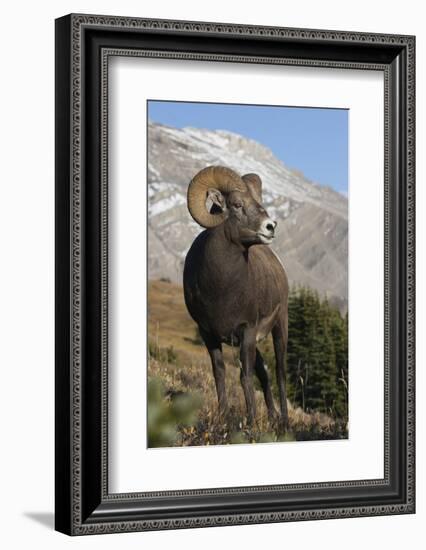 Rocky Mountain Bighorn sheep ram-Ken Archer-Framed Photographic Print