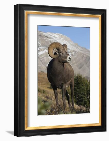 Rocky Mountain Bighorn sheep ram-Ken Archer-Framed Photographic Print