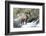 Rocky Mountain Bighorn Sheep ram.-Richard Wright-Framed Photographic Print