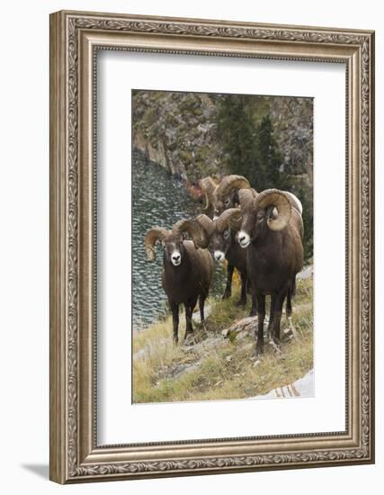 Rocky Mountain Bighorn Sheep Rams-Ken Archer-Framed Photographic Print