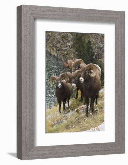 Rocky Mountain Bighorn Sheep Rams-Ken Archer-Framed Photographic Print