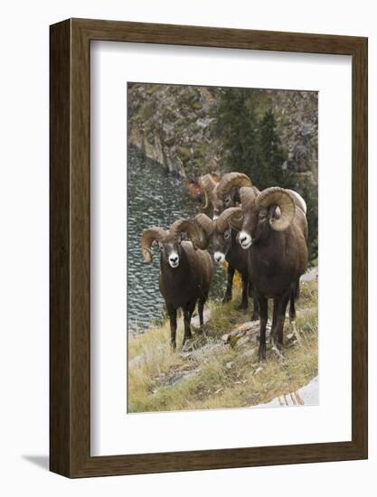 Rocky Mountain Bighorn Sheep Rams-Ken Archer-Framed Photographic Print