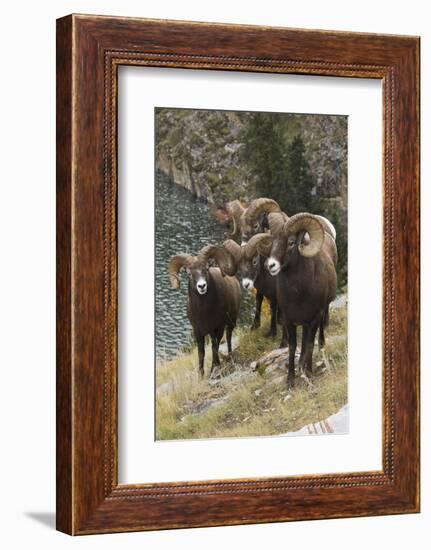 Rocky Mountain Bighorn Sheep Rams-Ken Archer-Framed Photographic Print