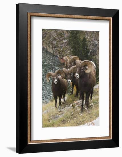 Rocky Mountain Bighorn Sheep Rams-Ken Archer-Framed Photographic Print