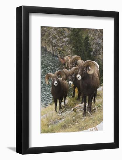 Rocky Mountain Bighorn Sheep Rams-Ken Archer-Framed Photographic Print