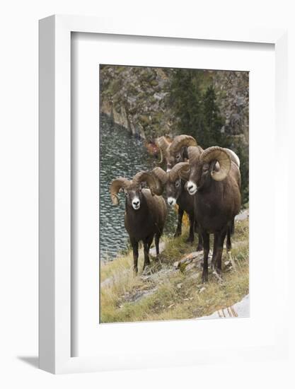 Rocky Mountain Bighorn Sheep Rams-Ken Archer-Framed Photographic Print