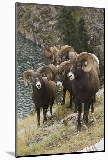 Rocky Mountain Bighorn Sheep Rams-Ken Archer-Mounted Photographic Print