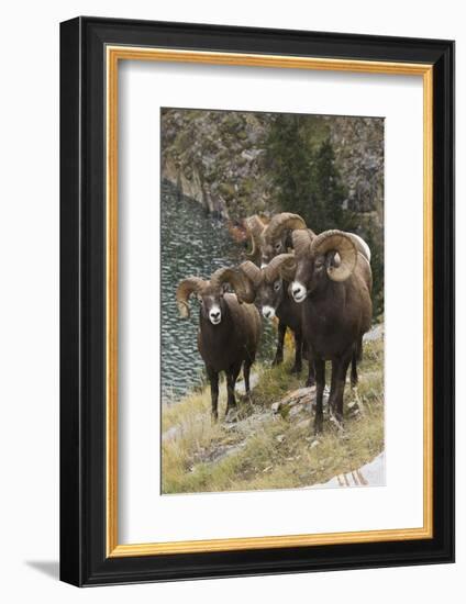 Rocky Mountain Bighorn Sheep Rams-Ken Archer-Framed Photographic Print