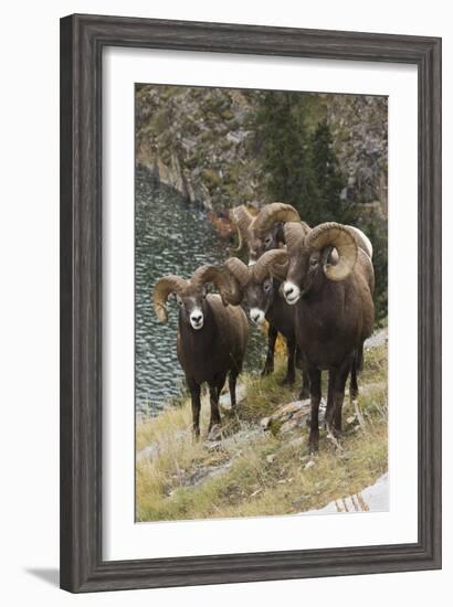 Rocky Mountain Bighorn Sheep Rams-Ken Archer-Framed Photographic Print