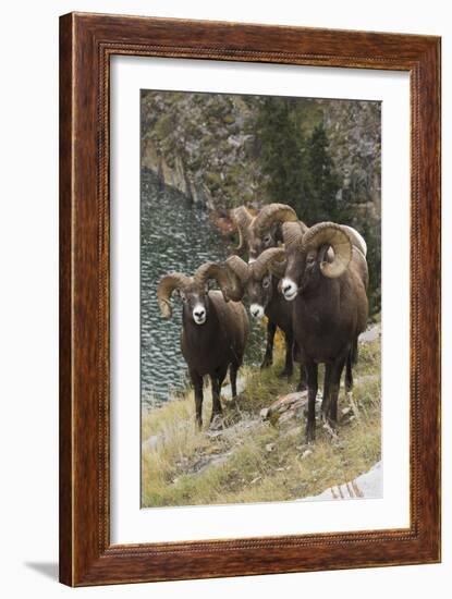 Rocky Mountain Bighorn Sheep Rams-Ken Archer-Framed Photographic Print