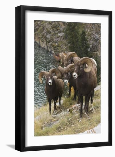 Rocky Mountain Bighorn Sheep Rams-Ken Archer-Framed Photographic Print