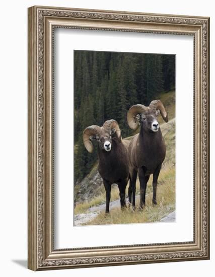 Rocky Mountain Bighorn Sheep Rams-Ken Archer-Framed Photographic Print