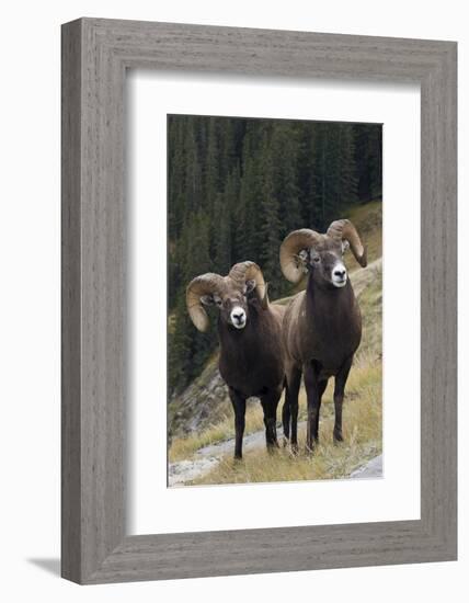 Rocky Mountain Bighorn Sheep Rams-Ken Archer-Framed Photographic Print