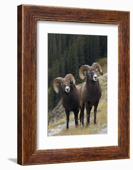 Rocky Mountain Bighorn Sheep Rams-Ken Archer-Framed Photographic Print